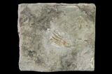 Fossil Crinoid (Eretmocrinus) - Gilmore City, Iowa #157207-1